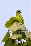 Black-billed Parrotborder=